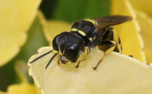 Réf. 286 295 : Ectemnius cephalotes